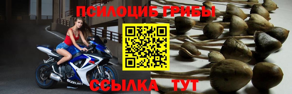 Псилоцибиновые грибы прущие грибы Торжок